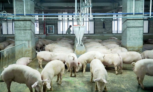 Trung Quốc phát triển 'siêu lợn' để đảm bảo an ninh lương thực cho tỷ dân