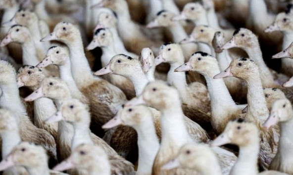 Úc: Cúm gia cầm tấn công trang trại vịt