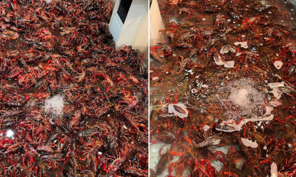 'Thủy quái' đáng sợ đổ về Việt Nam, giá gần nửa triệu/kg vẫn đắt như tôm tươi