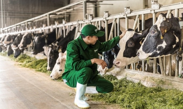 Hệ sinh thái 'Net Zero' đã vượt ra ngoài những trang trại xanh của Vinamilk