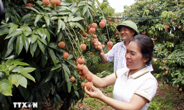Bắc Giang: Xuất khẩu vải thiều thành công vào nhiều thị trường 'khó tính'
