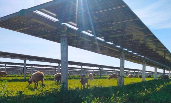 Big Solar có đánh bại Big Oil vào năm 2024?