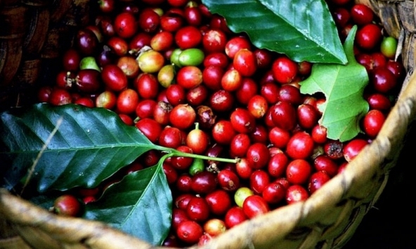 Xuất khẩu cà phê có thể đạt 6 tỷ USD trong năm 2024