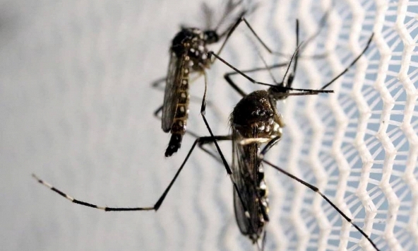 CDC cảnh báo nguy cơ gia tăng virus sốt xuất huyết ở Mỹ