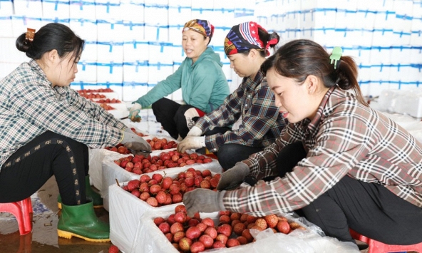 Giá vải thiều cao nhất lịch sử, tỉnh Bắc Giang thu hơn 5.700 tỷ đồng