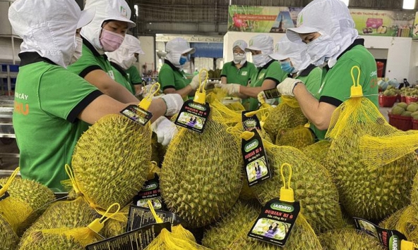 Sầu riêng tiếp tục lập kỷ lục xuất khẩu trong năm 2024
