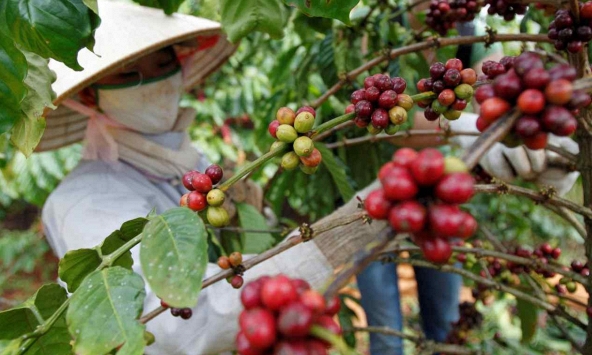 Giá cà phê tăng 20% khi nhiệt độ toàn cầu ảnh hưởng đến thị trường hàng hóa