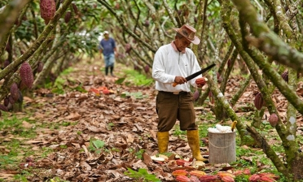 Giá tăng kỷ lục, nông dân đổ xô đi trồng ca cao