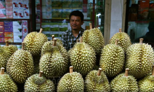 Sầu riêng Thái Lan cạnh tranh với sầu riêng các nước Đông Nam Á