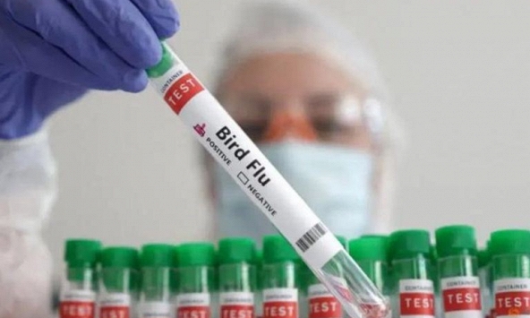 WHO khởi động sáng kiến mới để phát triển vaccine cúm gia cầm mRNA