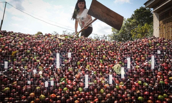 Giá cà phê biến động do khí hậu, vận chuyển khó khăn, quy định về rừng