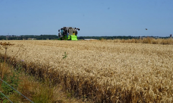 Liệu lúa mì cổ xưa của Trung Đông có thể cứu được mùa màng trên thế giới khỏi biến đổi khí hậu?