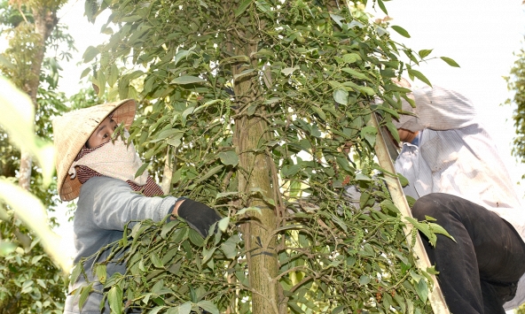 Thị trường hàng hóa 24/9: Giá tiêu tăng mạnh, dầu thô đi xuống