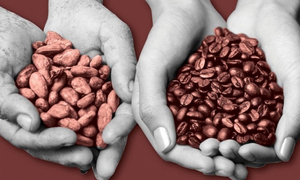 Cà phê và ca cao đang cạnh tranh với vàng như thế nào?