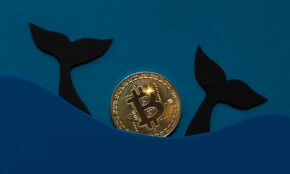 Đây là cách một cá voi Bitcoin kiếm được 179 triệu USD từ khoản đầu tư 120 USD