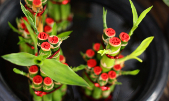 Loại cây có tác dụng chiêu tài gọi lộc, mang may mắn đến cho sự nghiệp, được bày trên bàn thờ vì lý do đặc biệt này