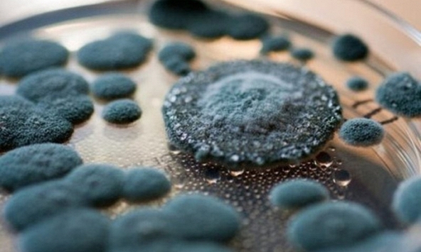 Vào tháng Chạp đừng để trong nhà xuất hiện thứ này vì là dấu hiệu của sự không may và nguy cơ ung thư, mưa rét càng dễ sinh sôi