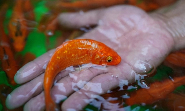 Thả cá cúng ông Táo như thế nào để 'phất' cả năm? Đây là mẹo vàng không phải ai cũng biết!