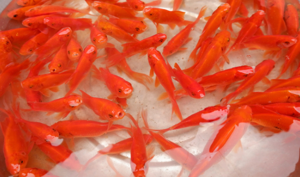 Cá chết sau khi cúng ông Táo: Đừng hoảng! Đây là cách 'hóa giải' siêu nhanh!