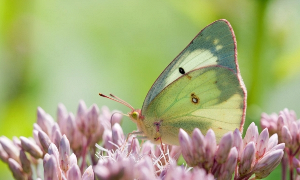 Số lượng bướm ở Hoa Kỳ sụt giảm nghiêm trọng, hồi chuông cảnh báo cho đa dạng sinh học toàn cầu