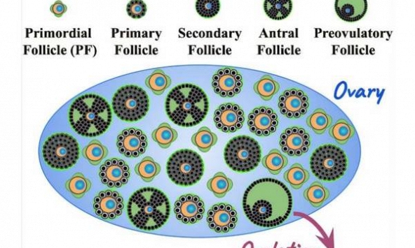 Mô hình mới hé lộ quá trình lão hóa buồng trứng, giải mã bí ẩn thời kỳ mãn kinh