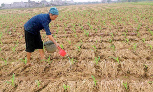 Nghiên cứu xây dựng bộ chỉ tiêu về chất lượng nước tưới cho một số loại cây trồng chủ lực (lúa ngô đậu tương lạc và rau)