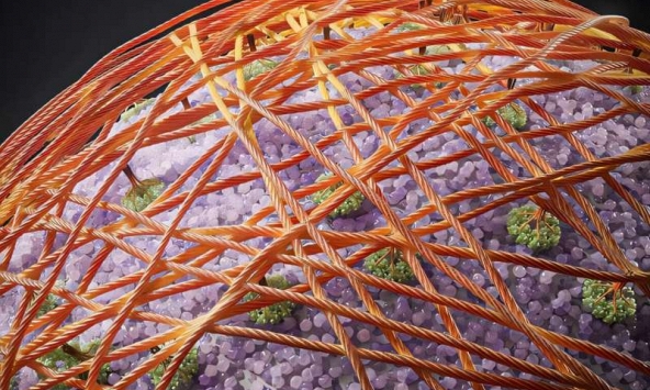 Lần đầu tiên các nhà khoa học chứng kiến tế bào thực vật sống tạo ra xenluloza và hình thành thành tế bào