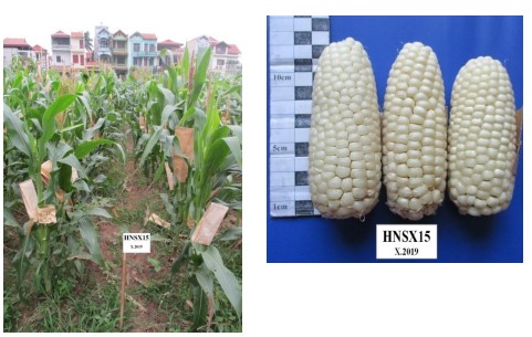 Lai tạo thành công giống ngô nếp, ngô đường năng suất vượt trội cho các tỉnh phía Bắc