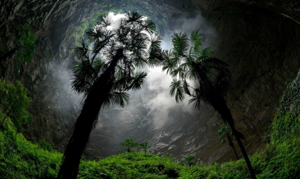 Tìm thấy rừng cổ đại dưới hố sâu 200 mét, có sự tồn tại của các loài động thực vật chưa từng được xác định trước đây