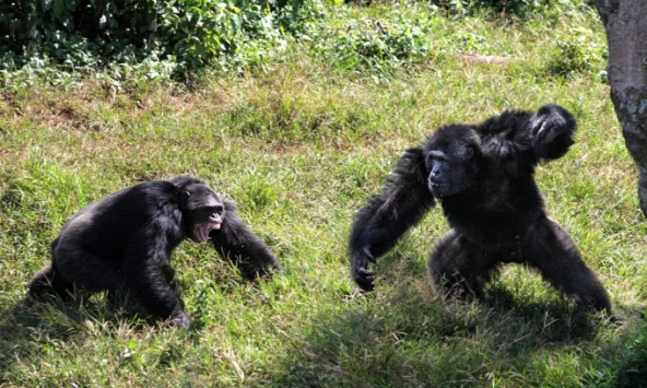 Tinh tinh lần đầu tiên được ghi nhận đang sử dụng một chiến thuật quân sự lâu đời của con người: Điều gì đã xảy ra?