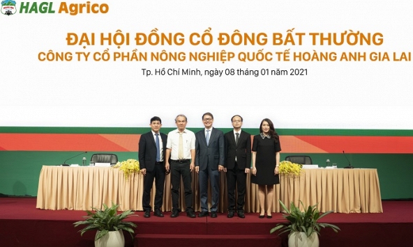 Trước động thái dừng đầu tư của Thaco, HAGL Agrico tổn thất lớn