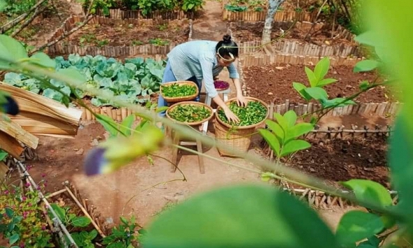 'Hùa' theo đám đông bỏ phố về vườn thì sẽ phải nhận 'quả đắng' bất cứ lúc nào