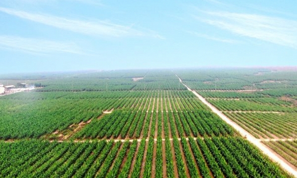 HAGL Agrico vẫn lỗ ròng