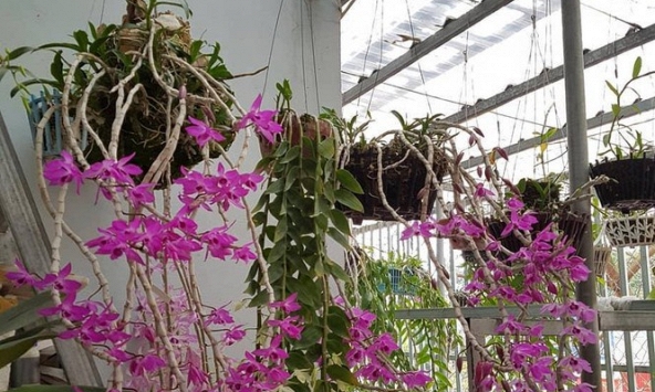 Sau hơn một năm Lan đột biến ra đường với giá 50 ngàn