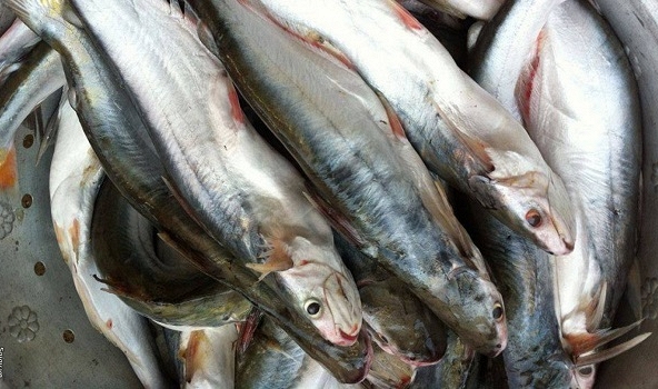 Giá thực phẩm ngày 6/7: Cá dứa 230.000 đồng/kg