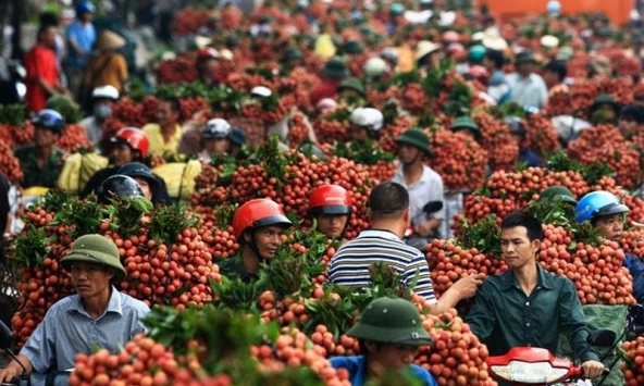 Trung Quốc thu hoạch 500.000 ha vải thiều, Việt Nam có lo?
