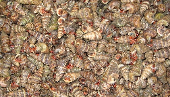 Giá thực phẩm ngày 1/7: Ốc len 180.000 đồng/kg