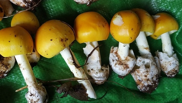 Giá thực phẩm ngày 5/7: Nấm hột gà giá cao vì hiếm