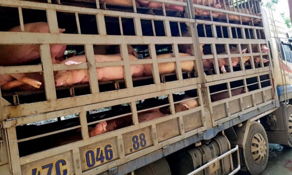 Dịch tả heo châu Phi đã xuất hiện ở Sài Gòn, kịch bản ứng phó thế nào?