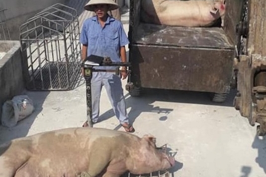 Công bố mức hỗ trợ tiêu hủy dịch tả heo châu Phi