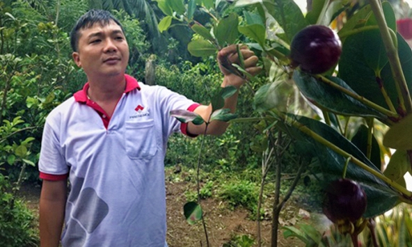 Chàng trai miền Tây thành công với mô hình trồng cherry Nam Mỹ tại xứ dừa 