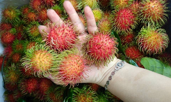 Giá thực phẩm ngày 25/6: Chôm chôm Thái giá 40.000 đồng/kg