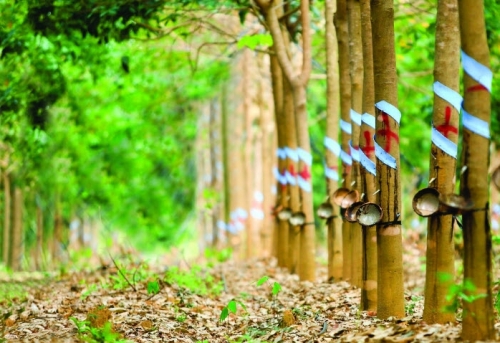 Tập đoàn Cao su nhận đền bù 600 triệu mỗi ha đất sân bay Long Thành
