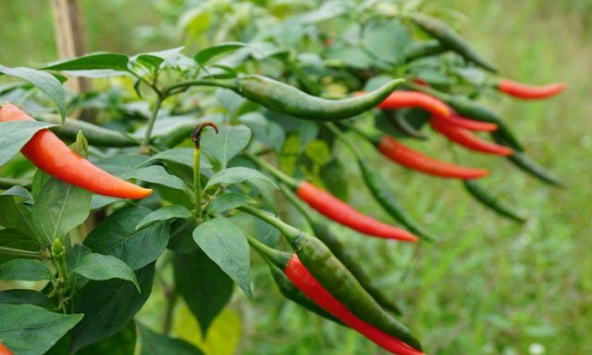 Giá thực phẩm ngày 10/7: Giá ớt tăng mạnh