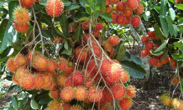 Giá thực phẩm ngày 9/7: Chôm chôm Thái giá còn 30.000 đến 40.000 đồng/kg