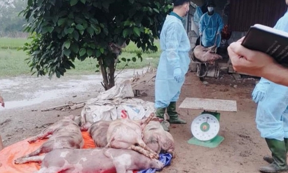 Dịch tả heo châu Phi xuất hiện tại TP.HCM