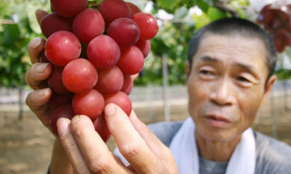 Chùm nho giá 11.000 USD, và những đặc sản giá trên trời chỉ có ở Nhật Bản