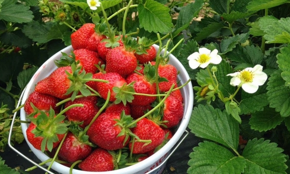 Mẹo làm trắng răng đơn giản hàng ngày