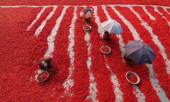 Bộ ảnh đầy màu sắc tại cuộc thi ảnh quốc tế AGORA Images Beauty 2019