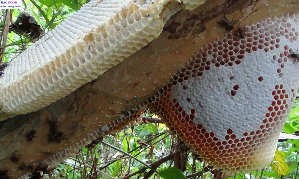 Nghị định quan trọng có hiệu lực từ ngày 10/6, hành vi lấy mật ong rừng sẽ bị xử phạt tới 3 triệu đồng